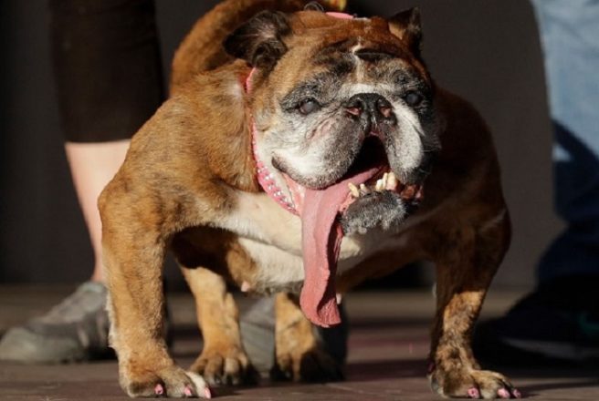 We’re calling fake news over this World’s Ugliest Dog winner