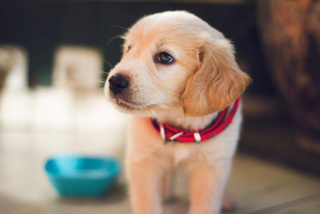 Got a smart pupper? Enroll him in this epic volunteer study