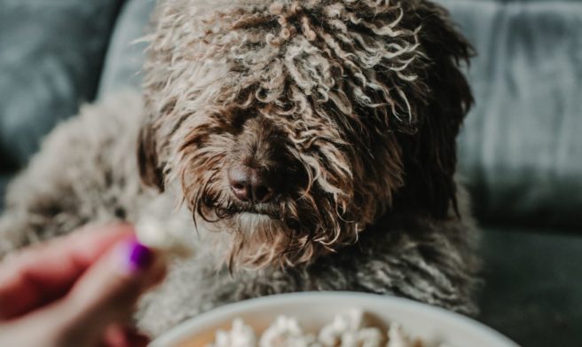 There are two special dog-friendly screenings of Up on this month