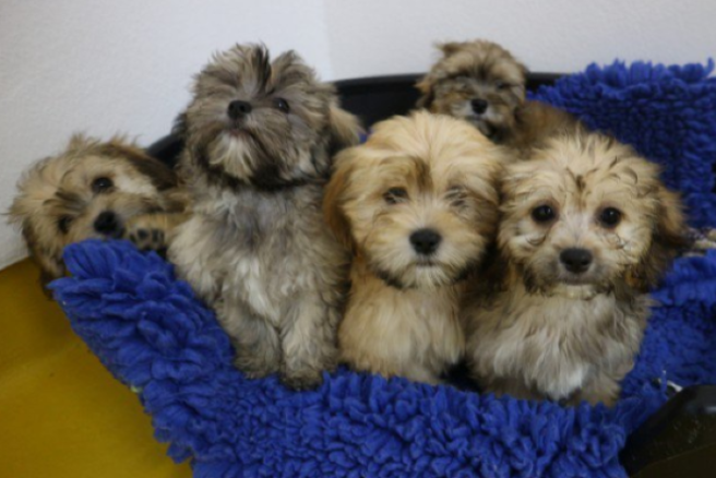 Eighty-six dogs rescued from ‘poor conditions’ will steal your heart