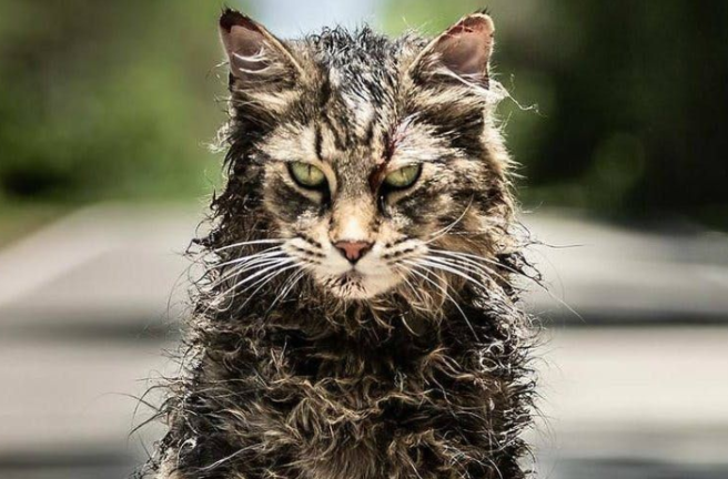 Pet Sematary: The author of IT brings you another terrifying watch