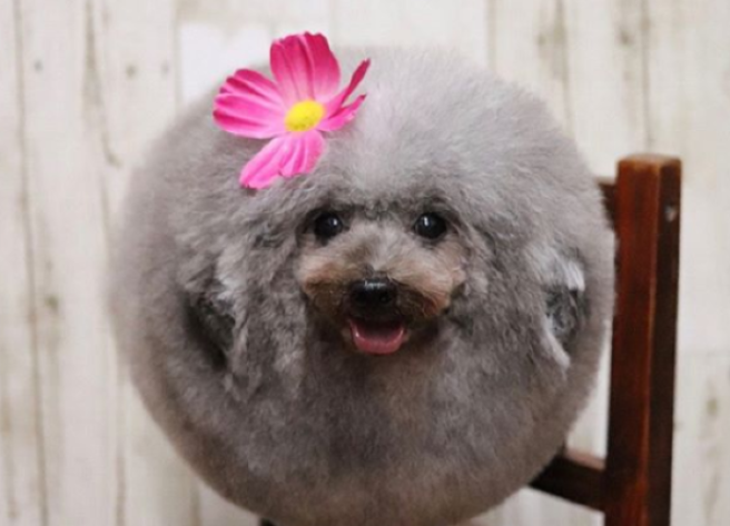 This puppy page is even cuter than the Royal baby news – PROMISE