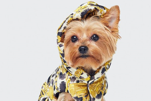Dog lovers, Moschino and H&M’s new collab is for you