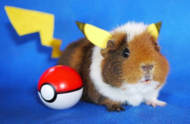 Hilarious Halloween dress up: The best animal costumes ever