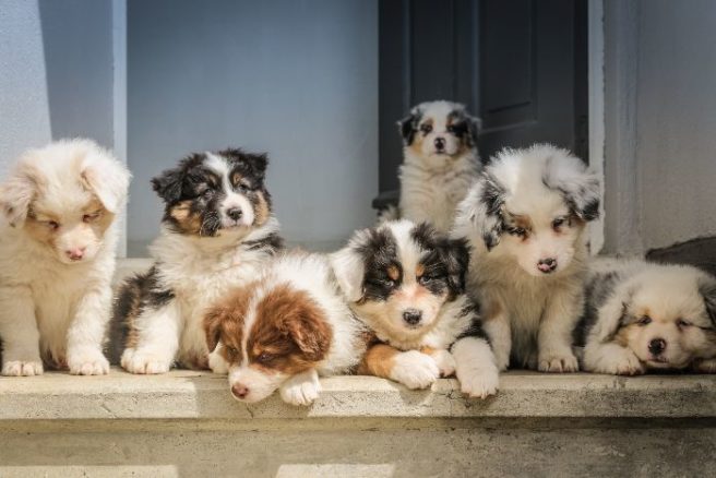 Online shopping: Why you should stick to clothes and not puppies