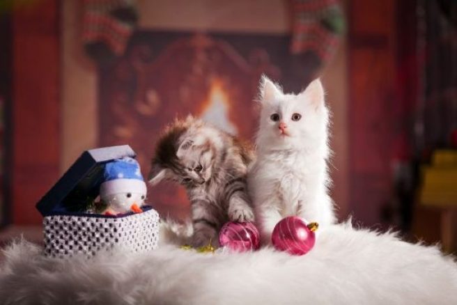 A pet owner’s guide to Christmas: From stockings to chewtoys