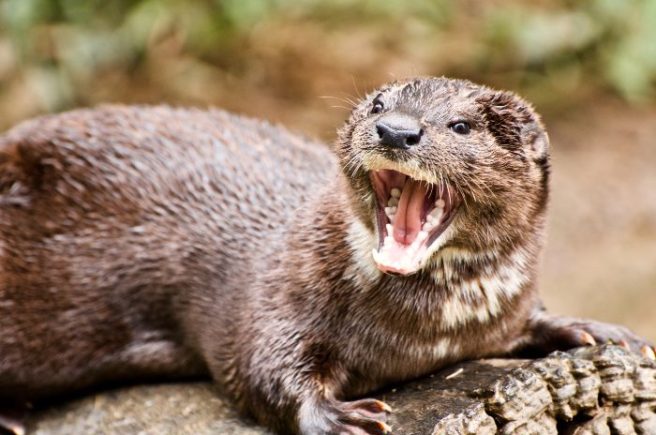 Abby The Otter Shemazing