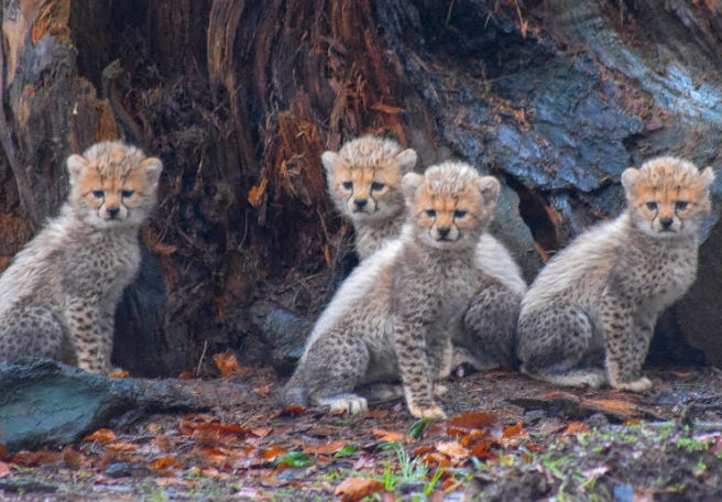 Fota Wildlife Park welcomes the arrival of 4 adorable cheetah cubs