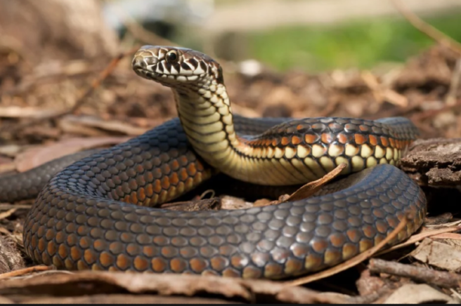 You can legit name an SNAKE after an ex in this zoo competition