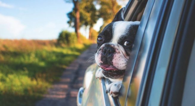 Cats vs dogs: We have the answer to who loves their owner more