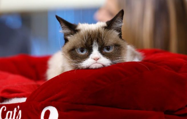 ‘Unimaginably heartbroken’: Grumpy Cat has died at the age of 7