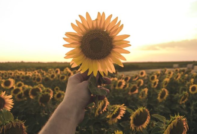 Here’s how to support your local hospice on Hospice Sunflower Days