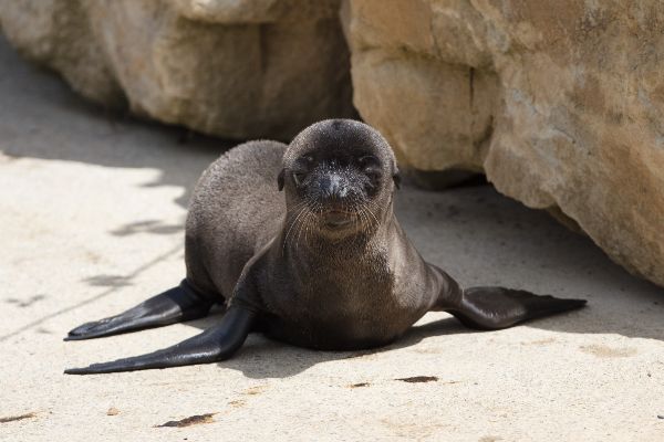 Three adorable sea lion pups have been born at Dublin Zoo