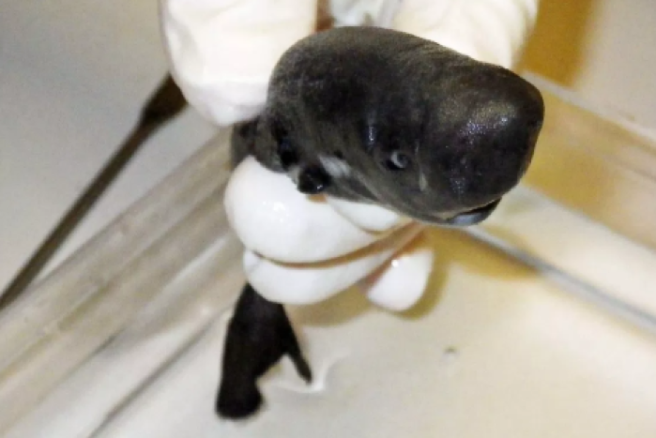 New species of shark discovered squirting glow in the dark liquid