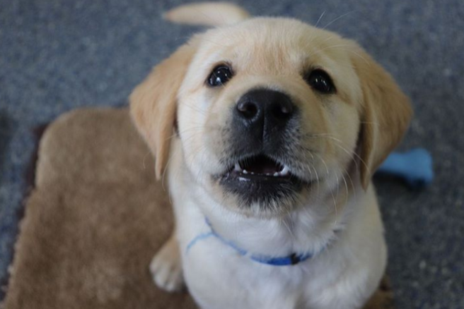 Tayto Park announce awareness days for Irish Guide Dogs charity