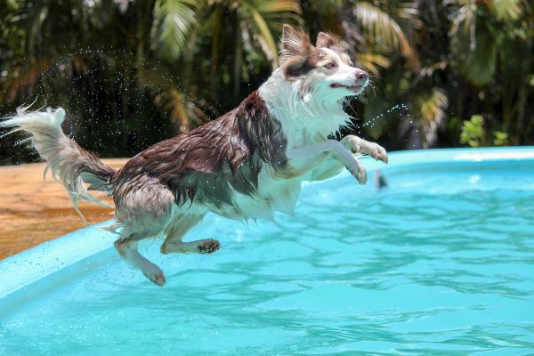 These 13 tips will keep your pet safe in this heatwave