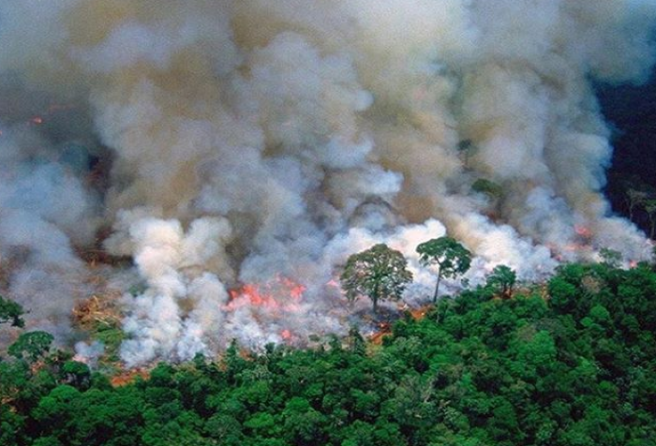 Here’s what you can do about fires destroying the Amazon rainforest