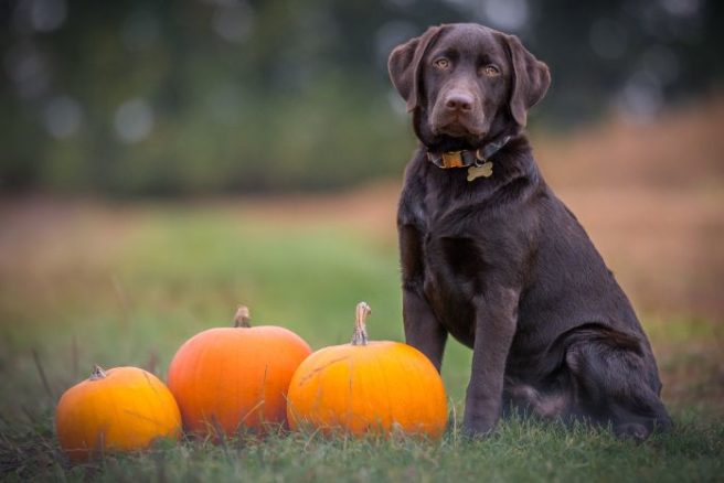 Protect the pups: Top tips for looking after your dog on Halloween