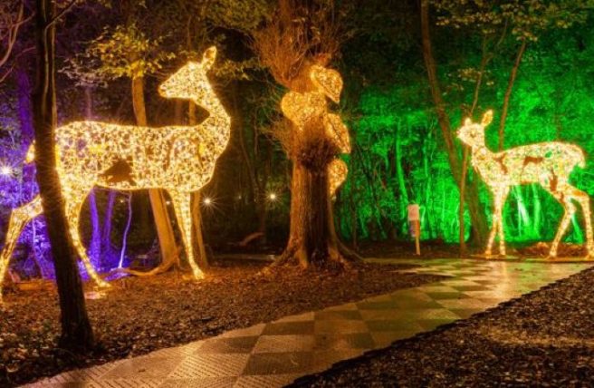 Wonderlights is the perfect way to spend an autumnal evening