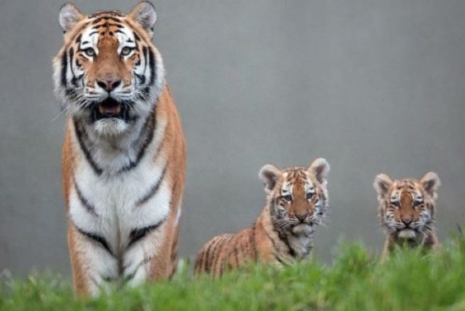 Yaaas: Adults can get half price tickets to Dublin Zoo this month