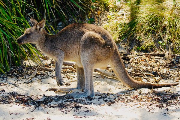 Things you can do to support Australia’s people and wildlife