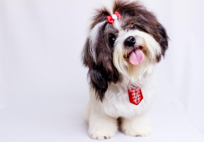 The cutest canine has been revealed on International Dog Day