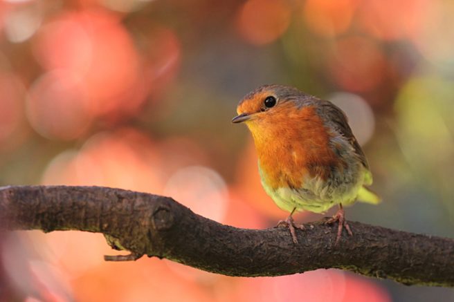 How to look out for little garden birds this winter