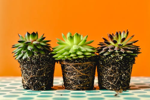 Studies find house plants reduce stress and improve productivity