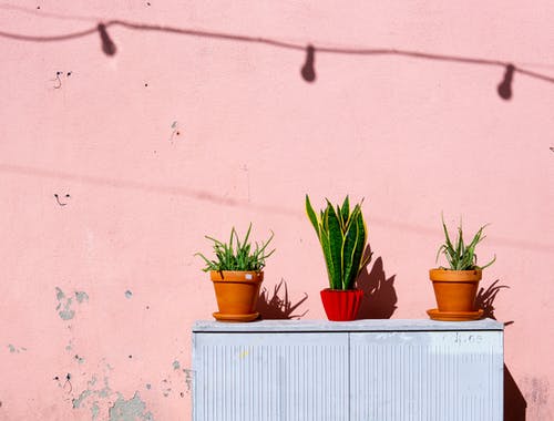 Need houseplant inspo to brighten up your office?