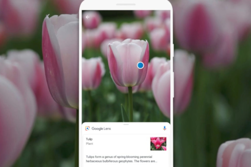 Explore the Flora and Fauna of your county with Google Lens | SHEmazing!