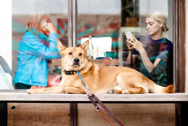 Doggos on your dating app profiles: Does it get you more matches?