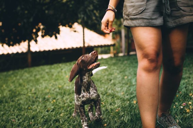 Did you know 70% of all the dogs surrendered to DSPCA having behaviour issues?