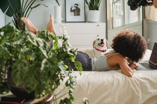 Four air-purifying house plants that are totally pet-safe!