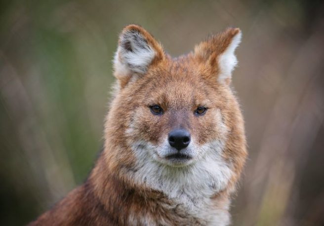 An adorable new species is being welcomed to Dublin Zoo