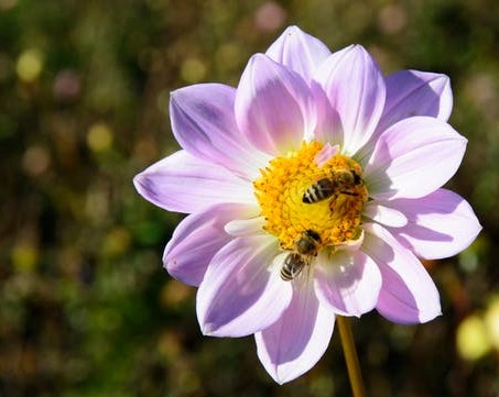 SuperValu is helping to create over 3,000 refuelling spots for busy bees across the country!