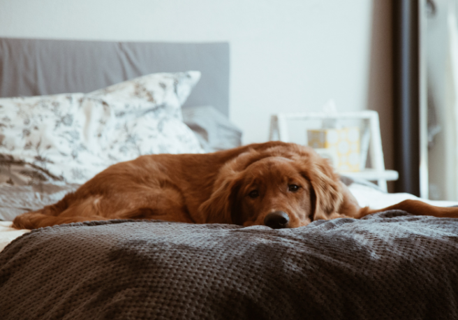 Study shows doggos lie awake at night pondering their problems