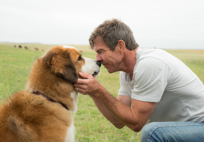 Need a good cry? These are officially the most emotional dog movies
