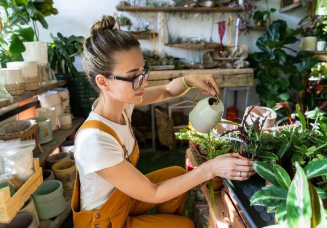 Studies find house plants reduce stress and improve productivity
