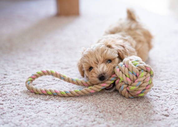 5 vet-approved tips to keep your dog’s teeth & gums healthy
