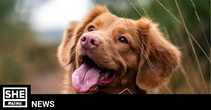 Dogs Trust details alarming rise in dogs getting sick from chocolate ...