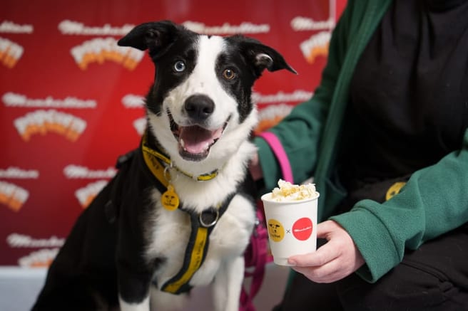 Ten ways to help your dog survive Halloween this year