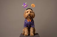 How to Keep Your Pet Safe and Calm This Halloween