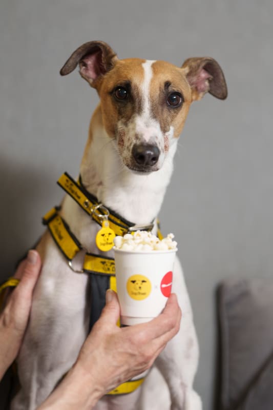 Dog in yellow harness with a cup of popcorn held in front of it, branded with a dog-face logo.